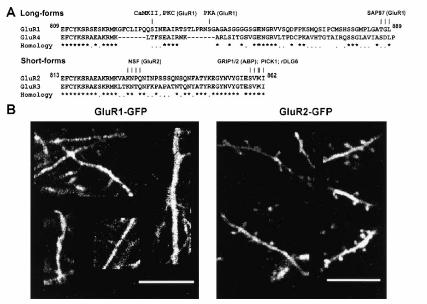 Fig1A-B Localization of the GLUR1and GFP constructs GLuR2