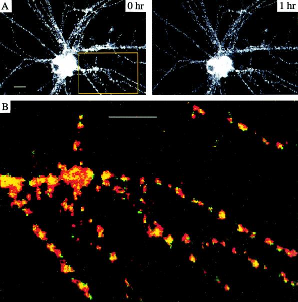 surface of living and within cultured hippocampal neurons.