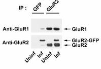 FIG1C To show that their mutated GLUR2(R586Q)-GFP is able to form homodimers UNINF INF GluR1 GluR2GFP