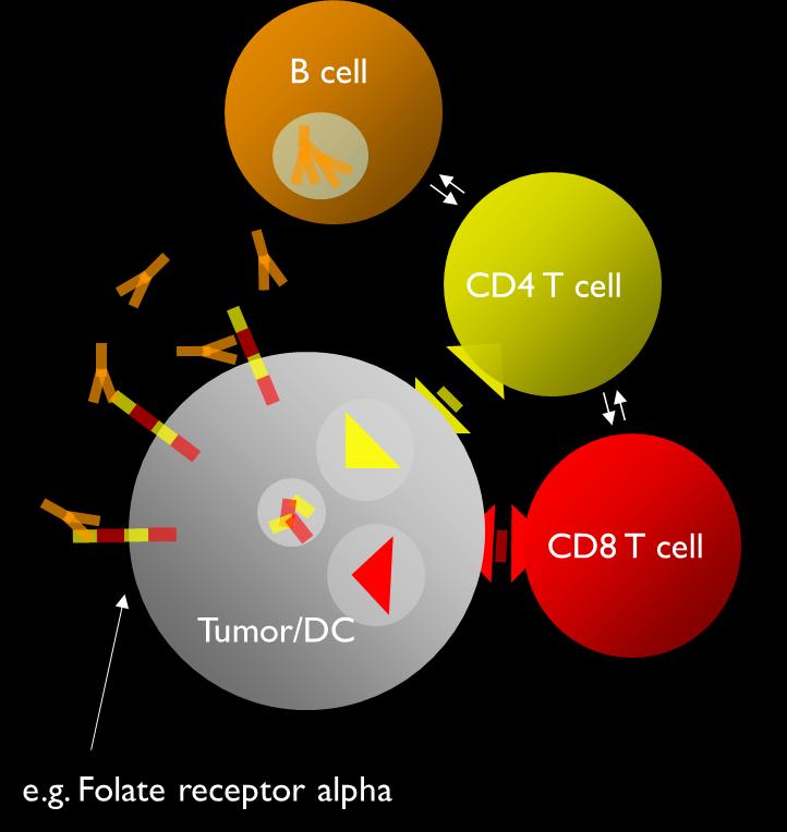 Eliciting Robust and Durable Immune Responses B cells Antibodies Signaling ADCC Complement CD4 and CD8 T-cell Immune responses against tumor associated antigens Selected for binding to MHC Class