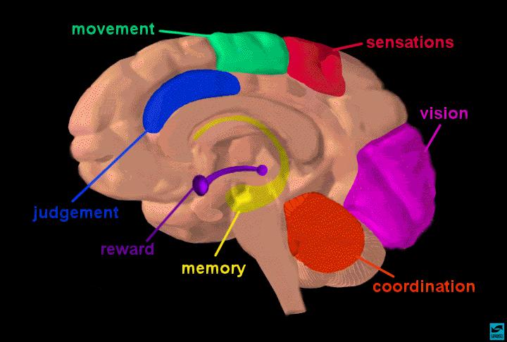 DOPAMINE REWARD SYSTEM: Essential to Neurologic Reinforcement System Every substance of abuse has some effect on the limbic (dopamine) reward system Dopamine, one