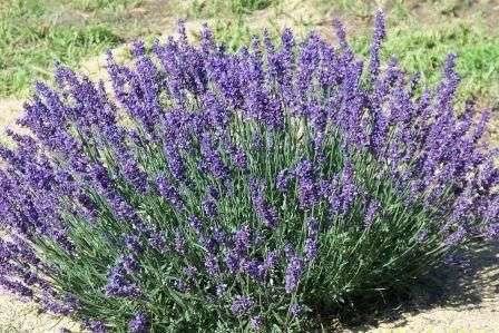 Lavender Oil: Source: lavandula angustifolia.