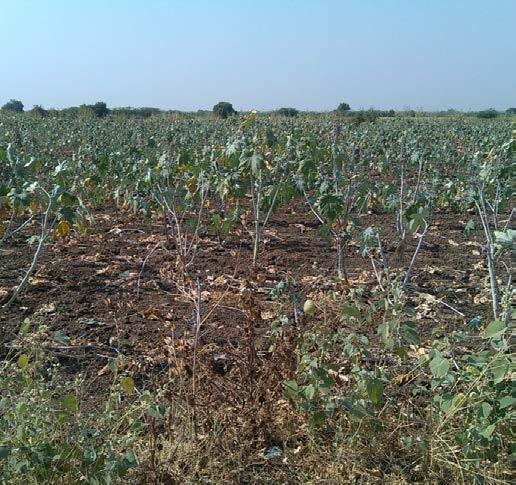 crop in Gujarat