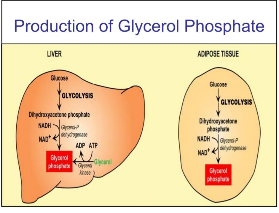 *production of glycerol phosphate: Glycerol kinase glycerol + ATP glycerol 3-phosphate +ADP (this rxn does not occur in adipose tissue because the lack of the enzyme glycerol kinase) *the main organs