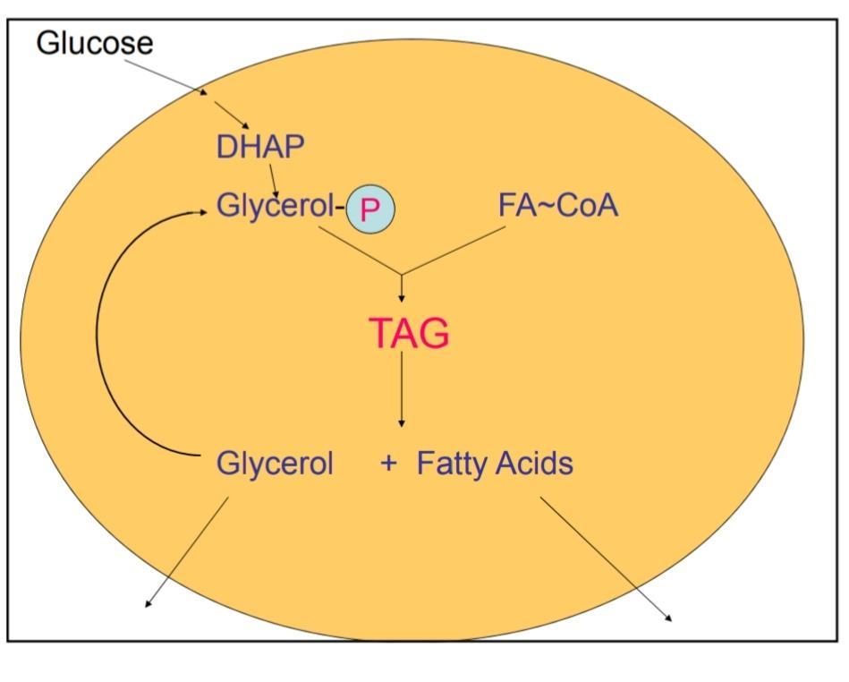 *IF GLYCEROL KINASE IS PRESENT in adipose tissue, glycerol that is produced by hydrolysis will be rephosphorylated and give glycerol phosphate.