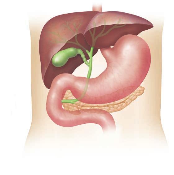 Understanding the Gallbladder The gallbladder sits just beneath the liver in the upper right side of the abdomen.