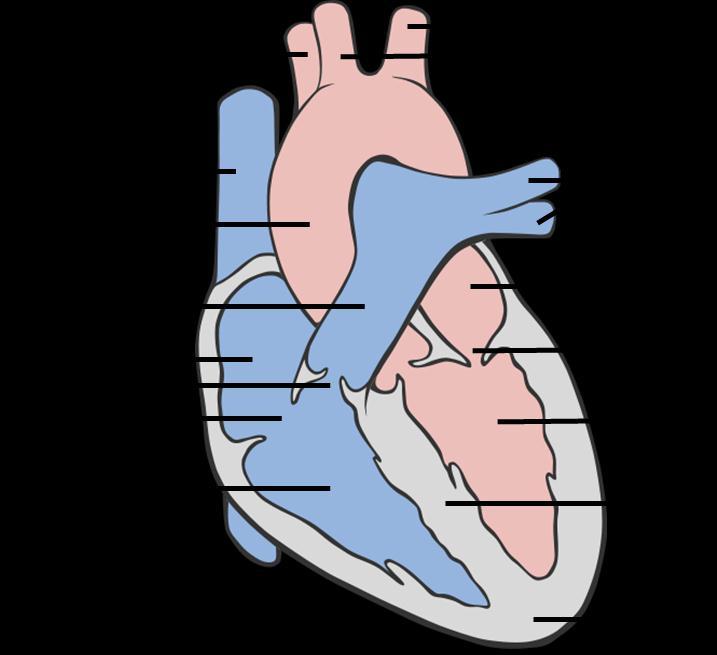 Page6 Cardiovascular I The Heart Name: Laboratory Report For each label in the human heart figure above,