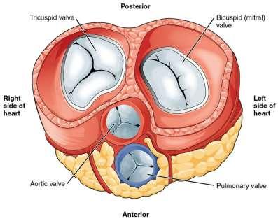 Heart Valves Atrioventricular valves: located between atria and ventricles Tricuspid valve: between right atrium and ventricle; has three points