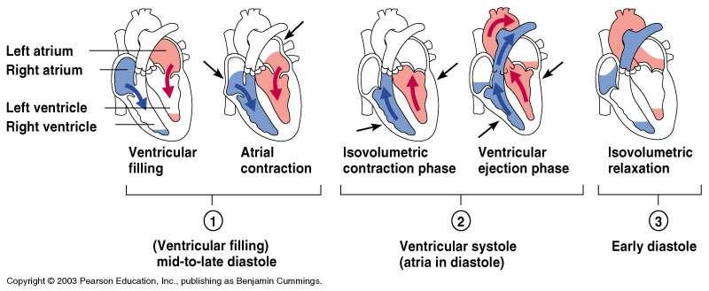 1. Atrial systole 0.15 sec Atria is systole (contracted) pumping blood into ventricles (diastole-relaxed) 2. Ventricle Systole - 0.