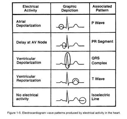 Electrocardiogram (ECG or EKG) Device used to record the electrical activity of the heart By observing the size, shape and location of