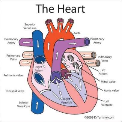 Structures Leading To And Away From Heart Superior vena cava and inferior vena cava Large veins that bring deoxygenated blood to right atrium Pulmonary artery Takes