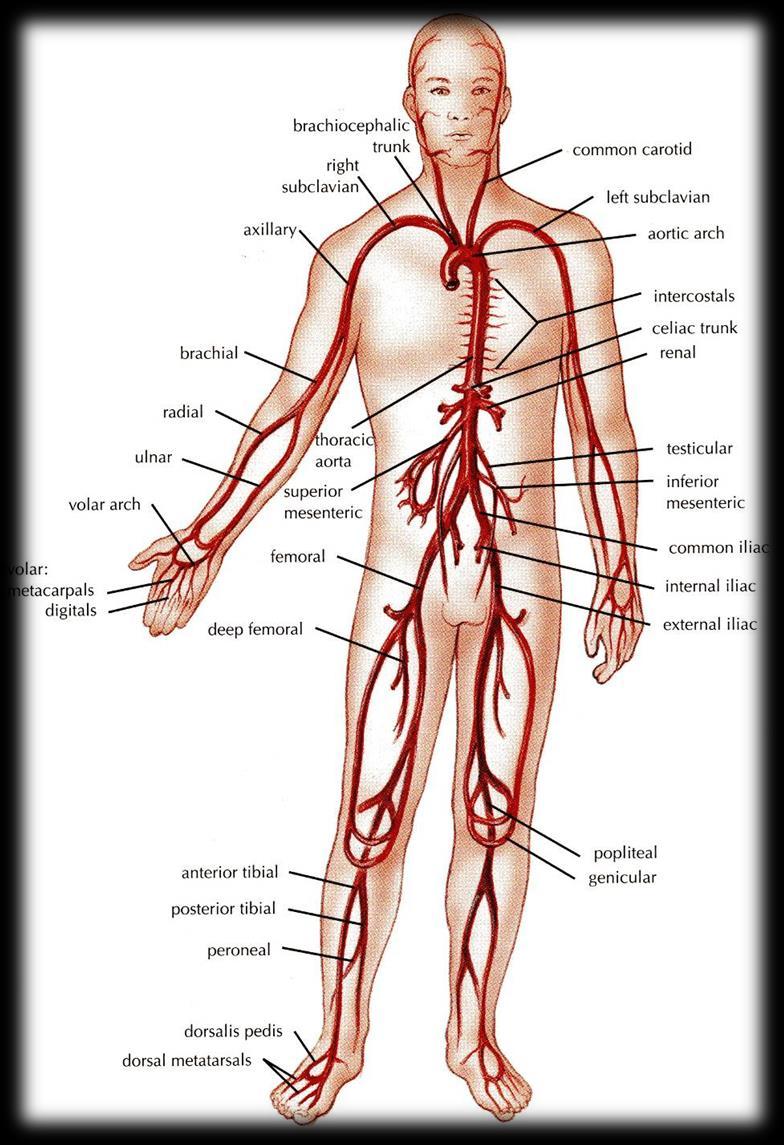 ARTERIES They transprt bld frm the heart and distribute it t the varius tissues f the bdy thrugh their branches. Carry xygenated bld away frm the heart.