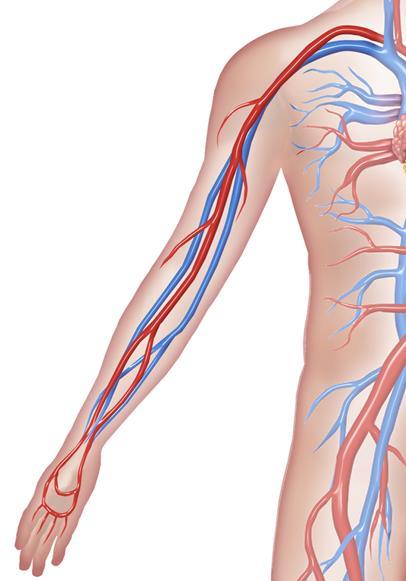 DEEP VEINS (VENAE COMITANTES) Tw veins that accmpany medium sized deep arteries Vena cmitans is Latin fr accmpanying vein.