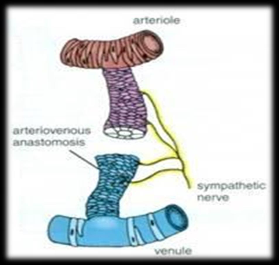 ARTERIOVENOUS ANASTOMOSIS Direct cnnectins between the arteries and veins
