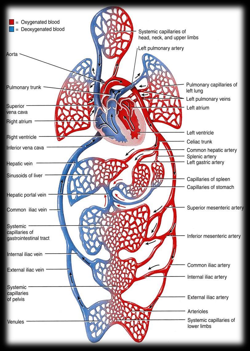 PORTAL CIRCULATION SYSTEM Prtal Venus System ccurs when a capillary bed pls int anther capillary bed thrugh veins, withut first ging thrugh the heart.