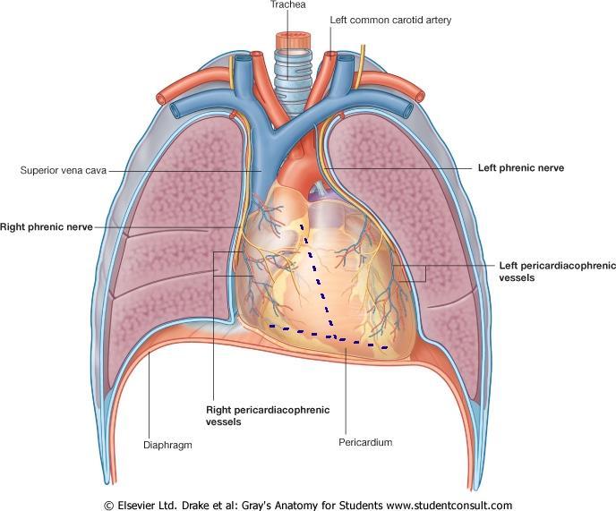 LOCATION OF THE HEART It is lcated in the thracic cavity in a place knwn as the