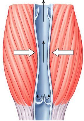 Closed valve squeeze blood through veins valves in larger veins one-way valves allow blood to flow only toward heart Blood flows toward