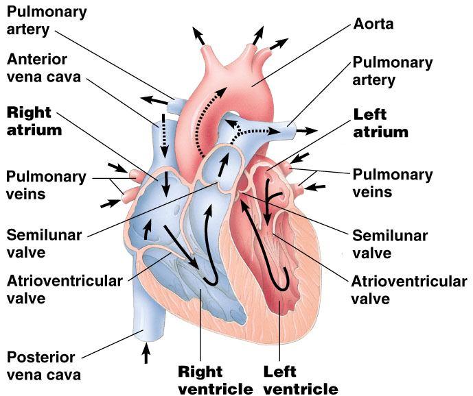 node Mammalian circulation systemic Mammalian heart to neck & head