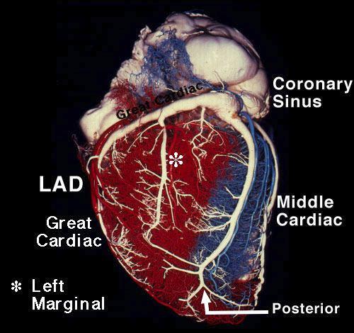 atria when ventricles contract lub Semilunar valves between