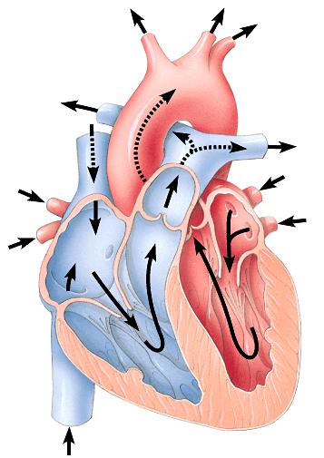 Lub-dub, lub-dub Heart sounds closing of valves Lub recoil of blood against closed valves Dub recoil of blood against
