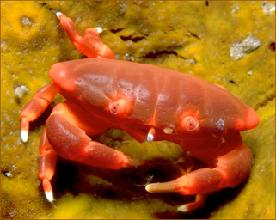 efficient Ventilation necessary in water Crayfish