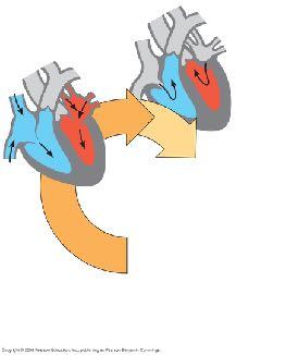 Lung capillaries Pulmonary circuit Systemic circuit Systemic capillaries A V Left heart heart anatomy two atria
