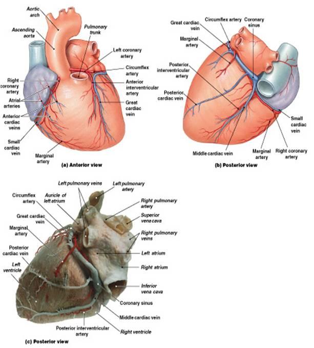 The heart surfaces: The anterior (sternocostal) surface comprises the: right atrium, atrioventricular groove, right ventricle, a small strip of left ventricle and the auricle of the left atrium.