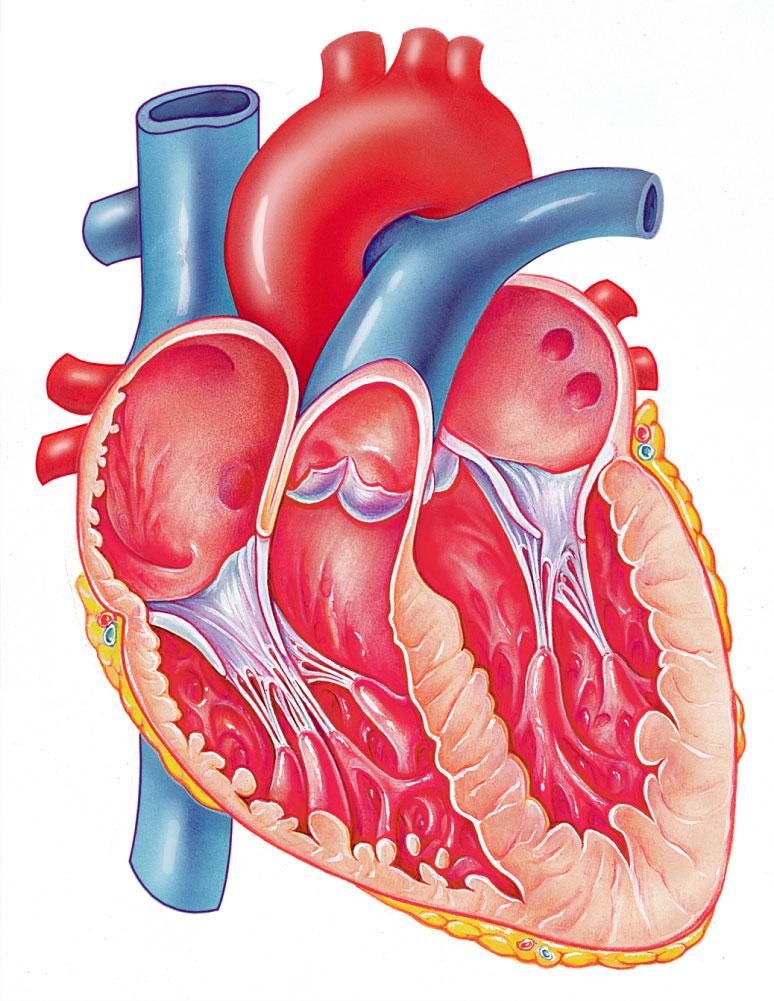 The Heart Chambers Atria Receive blood from Right side Superior and Inferior