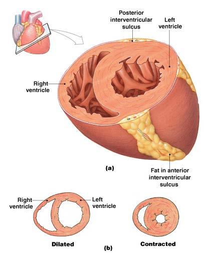 Ventricles Functions The Heart Chambers discharging chambers of the heart