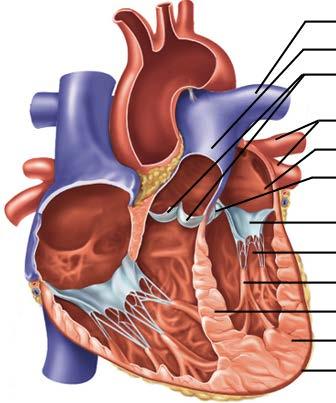 VALVULAR APPARATUS OF THE HEART Right AV (tricuspid) valve Chordai tendineae