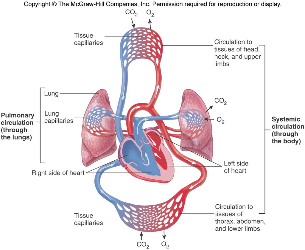 Systemic and Pulmonary Circulation Pulmonary circulation The flow of blood from the heart through the lungs back to the heart Picks up oxygen and releases carbon dioxide in the lungs Systemic