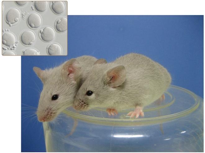 Adult mice grown from oocytes, or immature eggs, which were made from