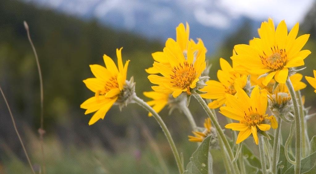 Arnica (Arnica montana) -High altitude growing flower and member of the daisy family. Anti-inflammatory, analgesic and immune-stimulating.