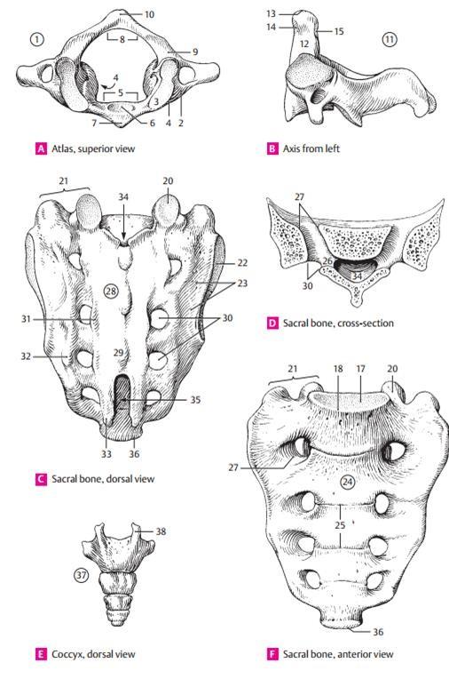 Peculiarities of the Lumbar Vertebrae 1. The bodies of the are much larger than those of the other vertebrae. 2. The spinous process is flat and is directed sagittally. 3.