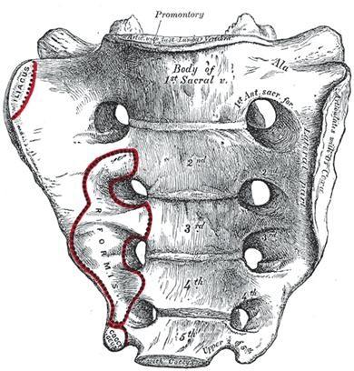 The sacrum consists of the five fused sacral vertebrae. It has a concave anterior or pelvic surface and a convex dorsal surface. The sacrum has the base (with promontory) and the apex.