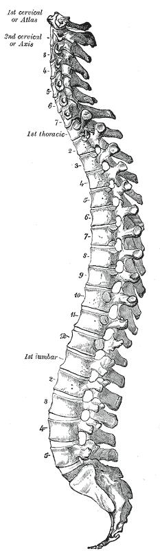 All vertebrae compose vertebral column, which has cervical and lumbal
