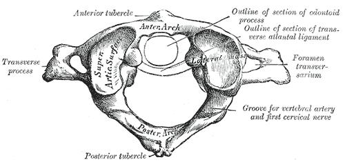 3. The transverse process has an anterior tubercle and a posterior tubercle, between them we find a groove, the sulcus for the spinal nerve. 4. Articular surfaces lay in horizontal plane.
