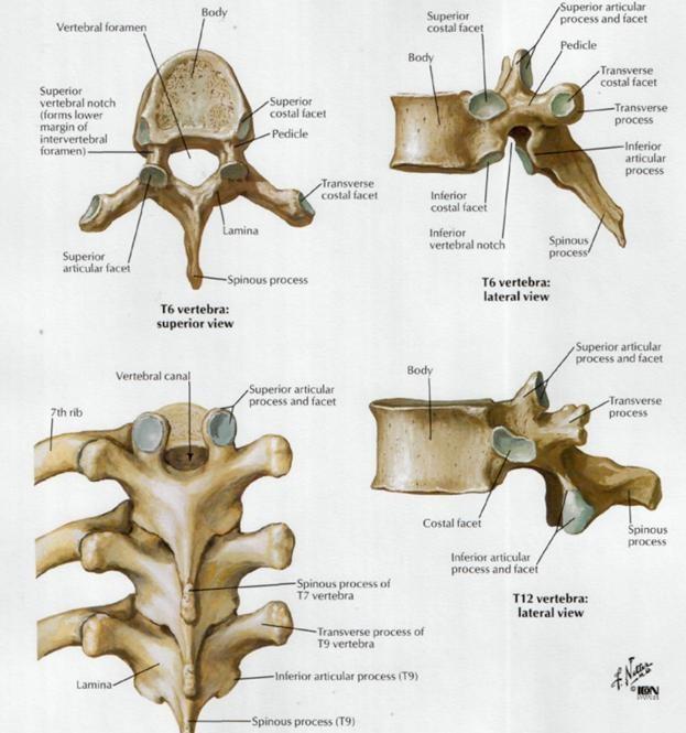 The 1st thoracic vertebra has a complete articular facet at the cranial border of its body and a half facet at the caudal border.