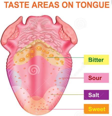 Taste We learned about the taste receptors (located in the taste buds) in the digestive system lessons. These specialized sensory neurons can differentiate between sweet, sour, salty, and bitter.