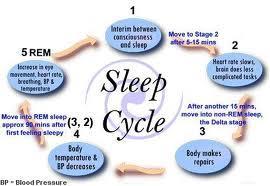 SLEEP STAGES Stage one: brief transition when you re falling asleep brain waves slow down breathing deepens, heartbeat slows