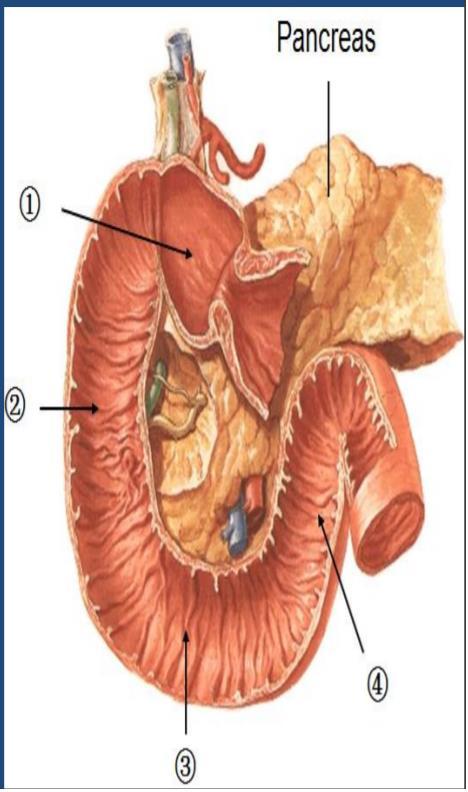 Small intestine has three regions: ( االثني عشر( The duodenum The jejunum The ileum Small intestine Duodenum: -c-shaped -The concavity is backward to the left.