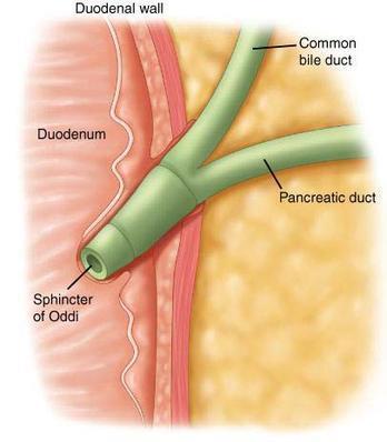 *common bile duct comes from the liver and gallbladder and the pancreatic duct comes from the pancreas.