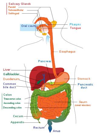 I. Digestive System Functions > Ingestion the taking in of food > Propulsion movement caused by force > Digestion breakdown