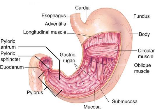 II. Organs of the Alimentary Canal (GI tract) cont'd Esophagus: muscular tube for transport (peristalsis) Stomach: Mechanical & Chemical digestion - produces chyme > Regions: Cardia Fundus Body