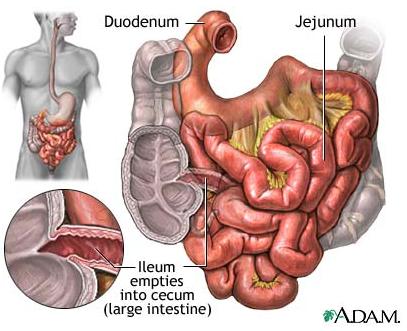 nutrients > Regions: Duodenum Jejunum Ileum > What enters the duodenum?