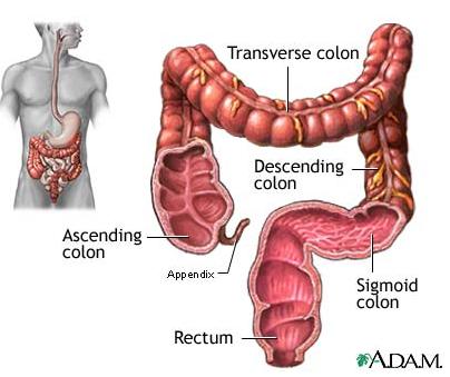 II. Organs of the Alimentary Canal (GI tract) cont'd Large Intestine: > Functions: