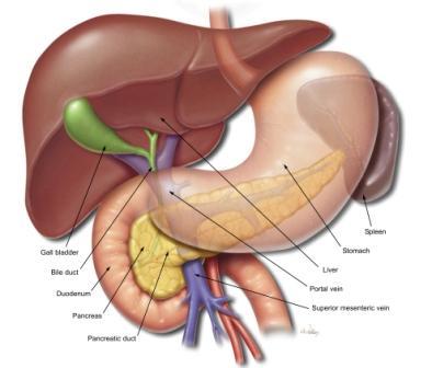 Pancreas Gross Anatomy LocaAon Deep to the greater curvature of the stomach Head of