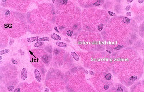 ampullathrough the major duodenal papilla Pancreas Histology Exocrine poraon Secretes