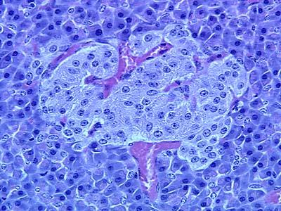 secretory cells) Contain zymogen granules with digesave enzymes Endocrine poraon Islets