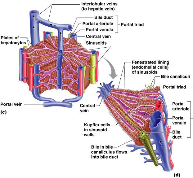 Microscopic Anatomy of the Liver Figure 23.